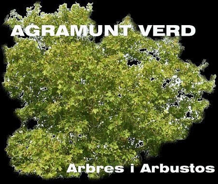 Arbres